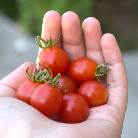 Hand holding small red tomatoes with green stems against a blurred natural background