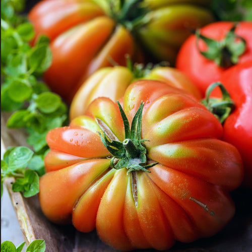 Close-up of Mr Stripey large beefsteak tomatoes