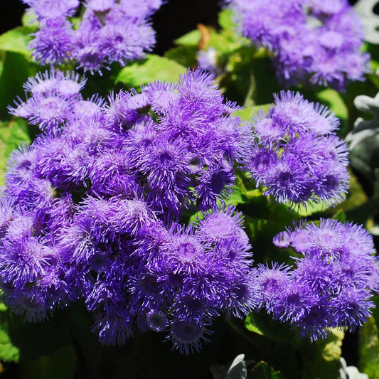 Purple ageratum flowers with green leaves in garden setting