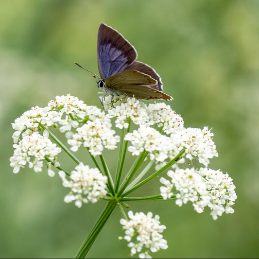 close-up of anise flower head with butterfly