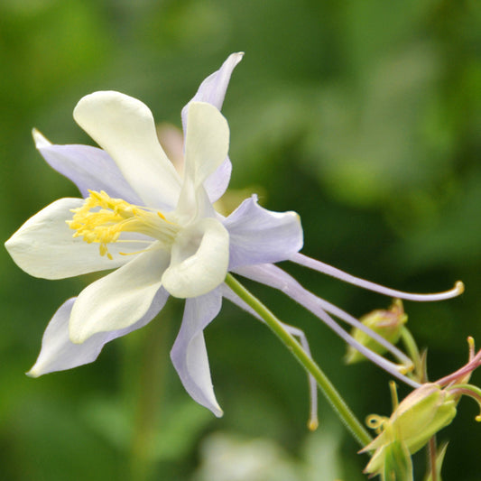 aquilegia columbine crystal star flower