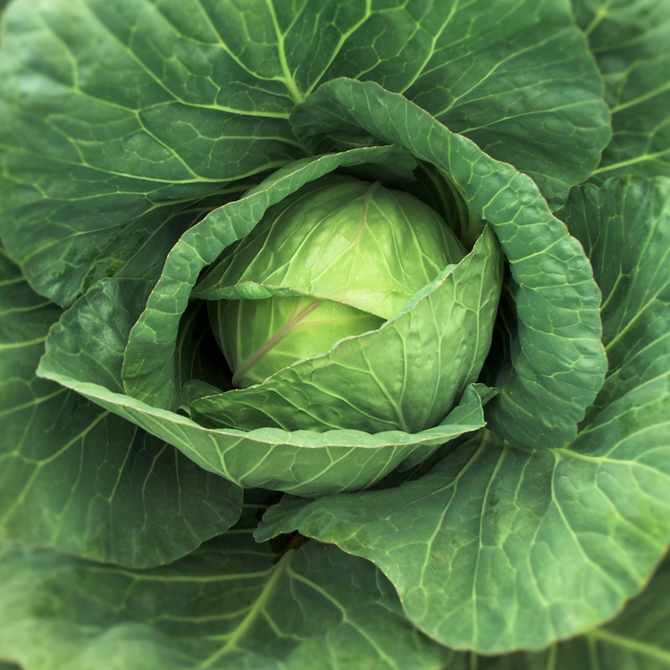 Cabbage Bundle – Seeds To Suit