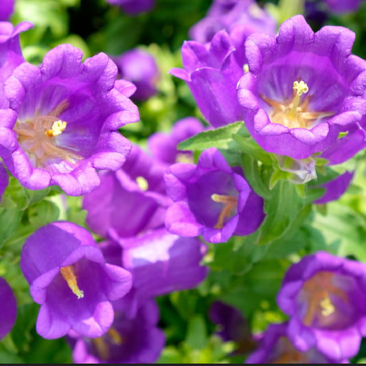 An image displaying vibrant purple Canterbury Bells flowers with a saucer-like bottom, growing outdoors.
