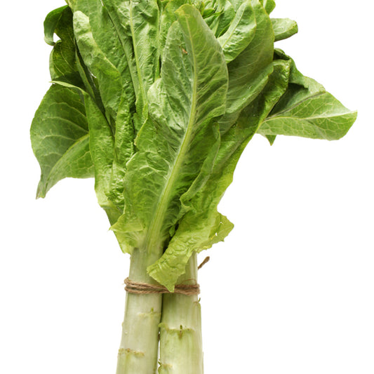 A bunch Celtuce lettuce leaves on a white background