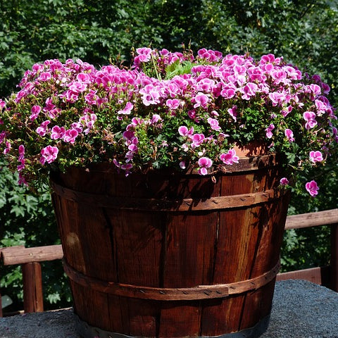 barrel planter