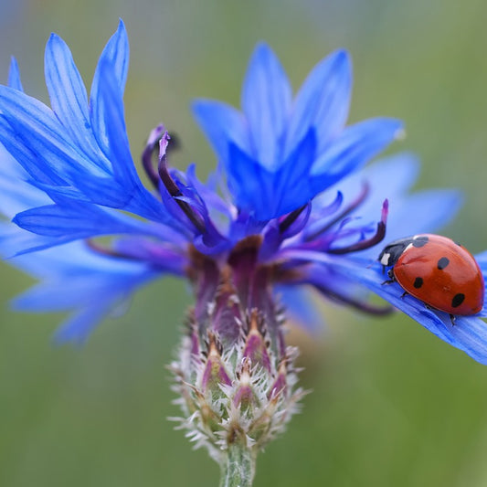 close-up of a blue cornflower with ladybird on one leaf. Blurred background