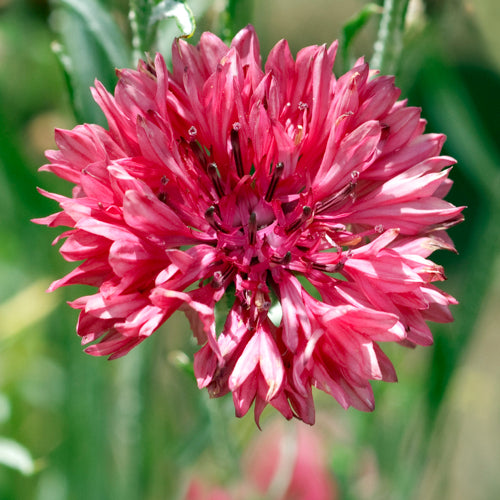 Close-up of a red cornflower o a green blurred background