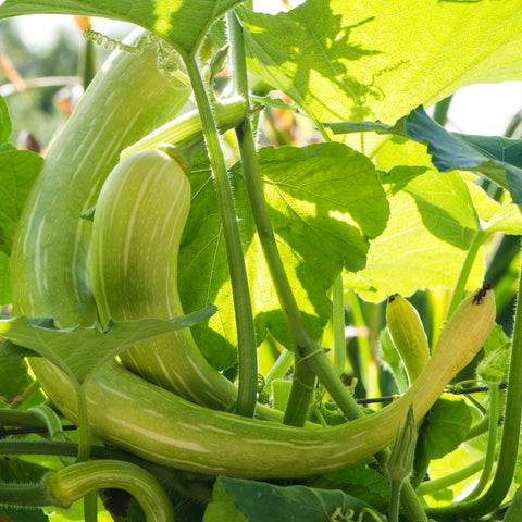 A photo showing a mature Tromboncino Albenga courgette growing on a plant, with elongated green fruit and large green leaves.