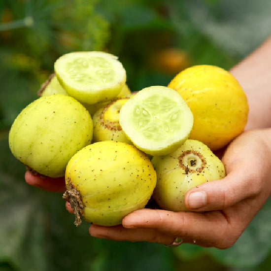 crystal lemon cucumber