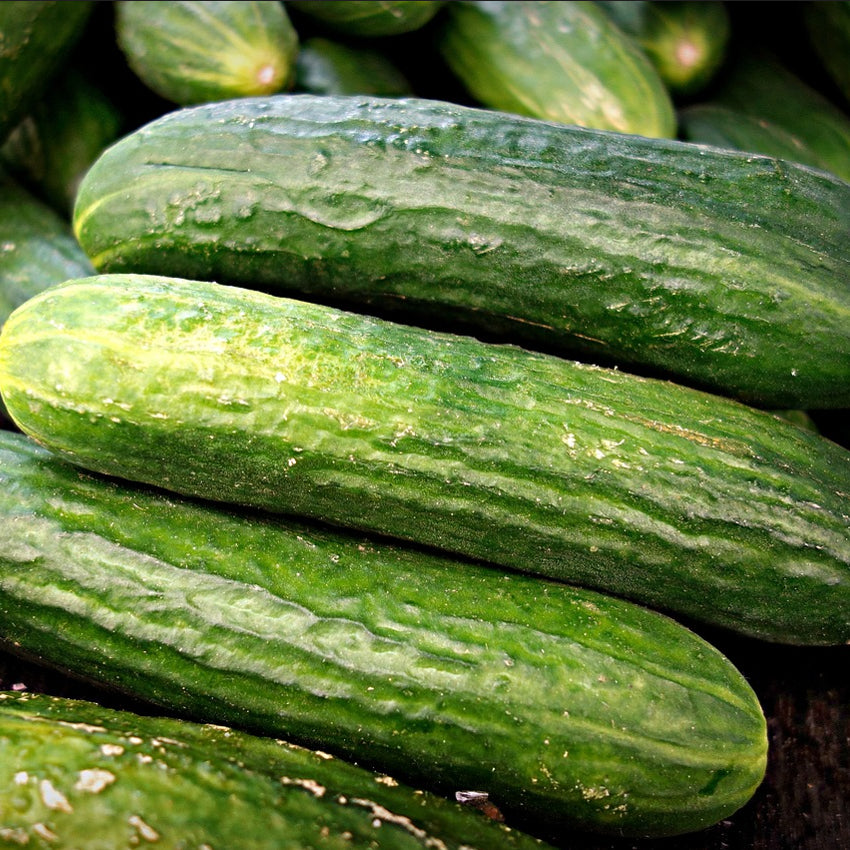 Marketmore cucumbers