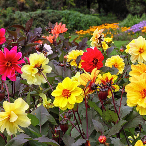 Red and yellow Dahlia red skin blooms in a garden border setting on a slightly blurred background