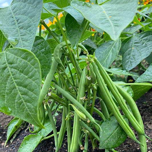 A cluster of slender, dark green Dwarf French Bean Slenderettes growing on the vine with large green leaves in the background.