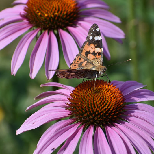 A butterfly sitting on a purple coneflower with a second coneflower in the background.