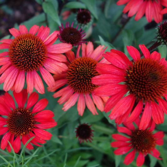 A group of red Echinacea Coneflower plants with large, vibrant red flowers and dark centers, surrounded by green foliage.