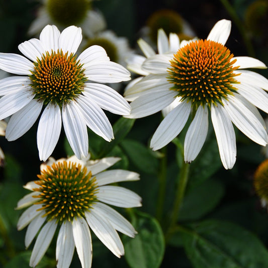 A group of Echinacea Coneflower White Swan plants with large pure white flowers and a large central cone, with green foliage in the background.