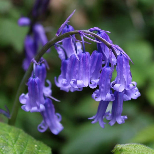 Bluebell English