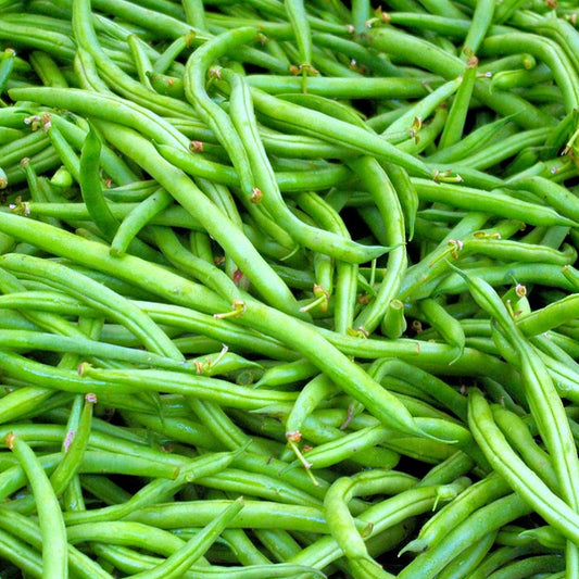 A harvest of Climbing French Bean Blue Lake