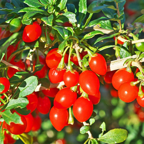 A cluster of bright red Goji Berries on a bush with green leaves.