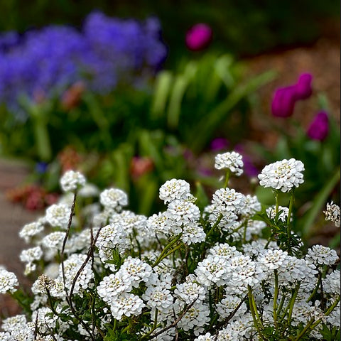 Iberis Umbellata Candytuft Dwarf Fairy Mix
