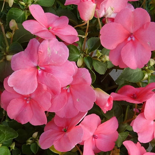 A cluster of pink Impatiens Walleriana Busy Lizzie flowers with green leaves.