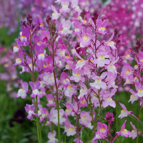 An image showing a garden with Linaria Toadflax flowers, featuring upright stems with clusters of snapdragon-like flowers in pink and white shades.