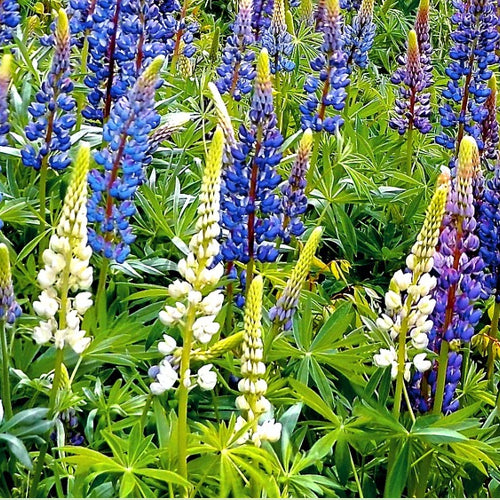 A mass of lupins with blue and white flower spears and green leaves growing in a garden border