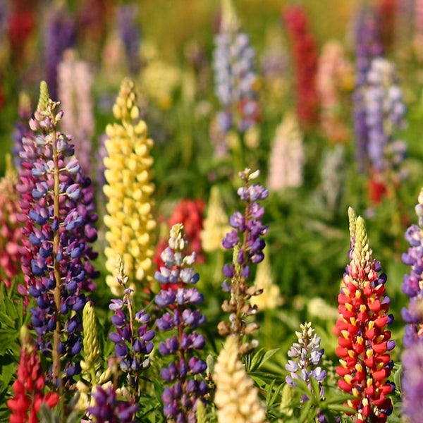 lupin flowers seeds