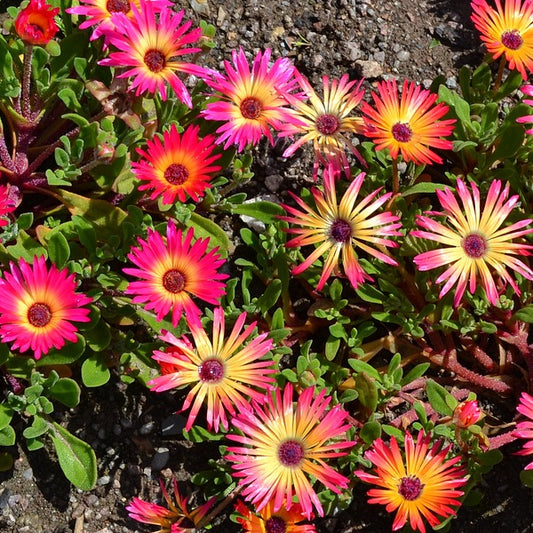 A cluster of mesembryanthemum pastel flowers in a variety of colours including red, orange and yellow with fleshy leaves in a garden border