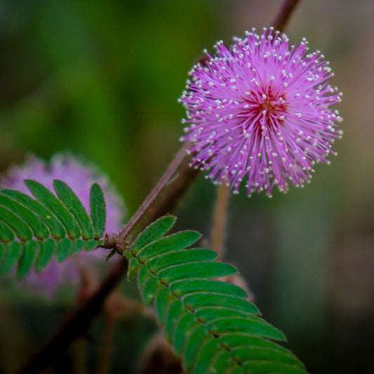 A close-up image of a Mimosa Pudica - Sensitive Plant with green leaves and a pink flower.