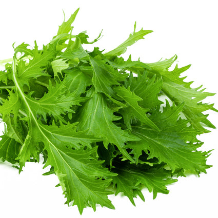 A bunch of fresh green Mibuna leaves, similar to Mizuna, with a strong mustard flavor.