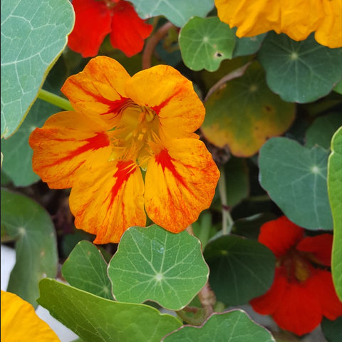 Close-up of orange and red nasturtium flowers surrounded by green foliage