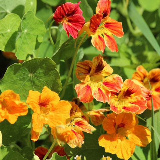 A garden with Nasturtium Whirlybird Mix plants that have orange and yellow flowers with visible green leaves.