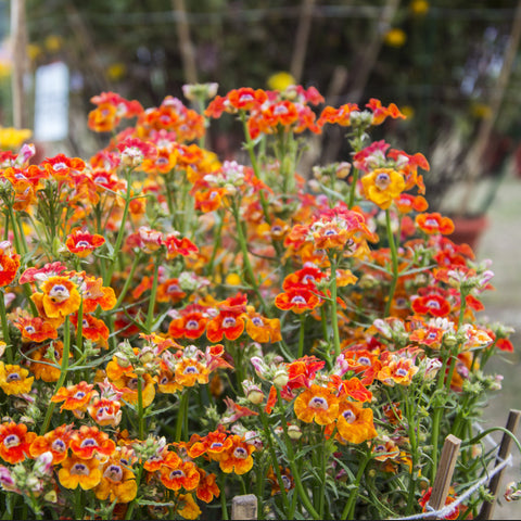A profusion of nemesia carnival flowers including red, orange and white colours growing in a garden border