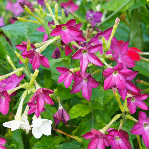 A vibrant display of trumpet-like nicotiana flowers against a background of green folige