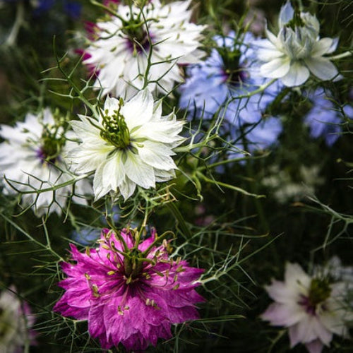 A mixture of pink, white and blue love in a mist flowers surrounded by green foliage