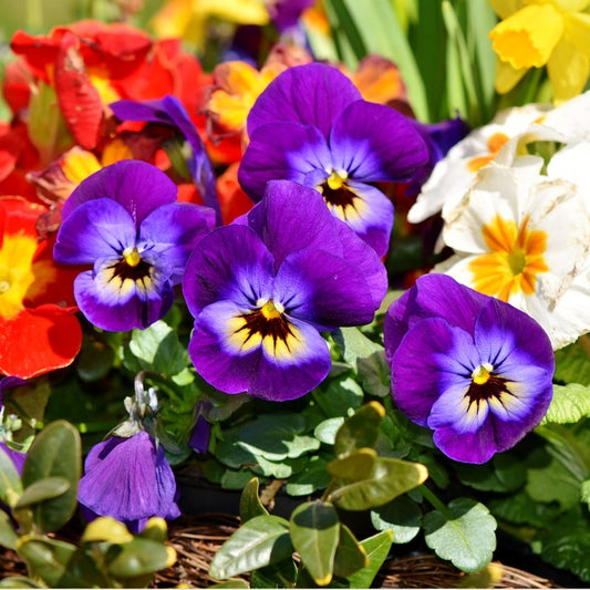 giant pansies in yellow, white, blue and reds with green leaves