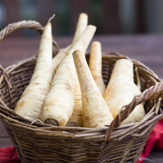 Harvested White Gem Parsnips displayed in a wicker basket