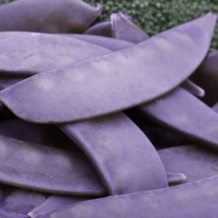 purple shiraz peas