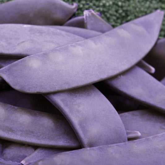 A pile of purple Mangetout snow peas Shiraz