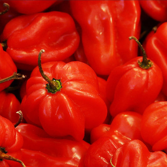 A close-up of several bright red habanero peppers with a green stems.