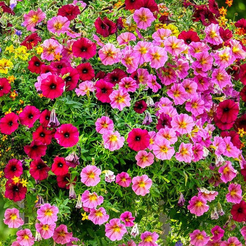 A colorful mix of Petunia Pendula flowers in various shades of pink, red, and purple, blooming in pots or containers.