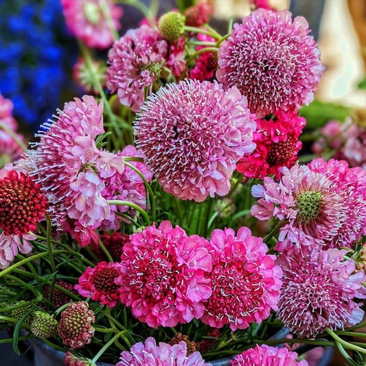 A vibrant image showcasing a group of pincushion flowers with a rich mix of colors, predominantly pink and red, with a blurred background.