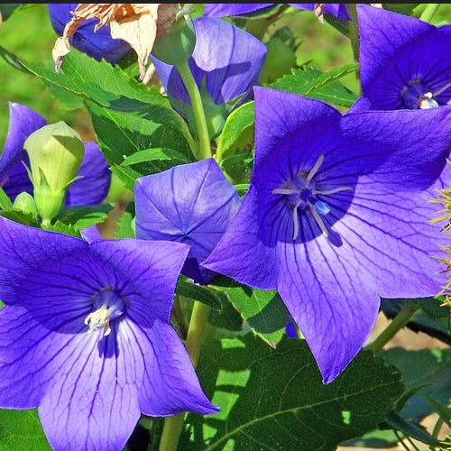 Close-up image of Platycodon balloon flowers with vibrant blue petals and silvery-green foliage.