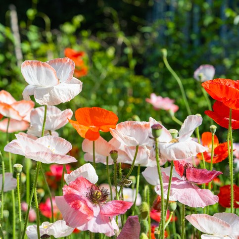 Colorful poppies in a garden setting with a blurred green background