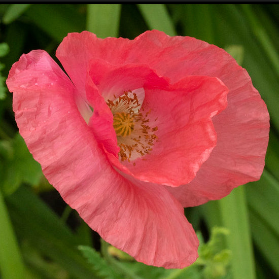 pink indian shirley poppy
