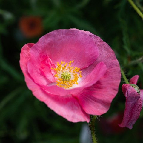 a pink poppy with a white and yellow centre with a blurred green background