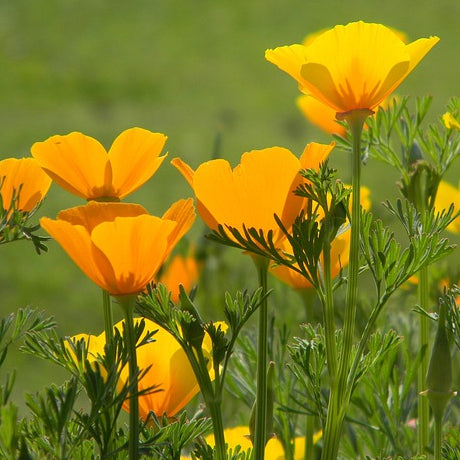 A group of California poppy flowers with yellow petals and green foliage, growing outdoors.