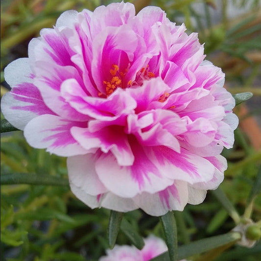 A vibrant pink portulaca bloom with white fringed petals and a green stem