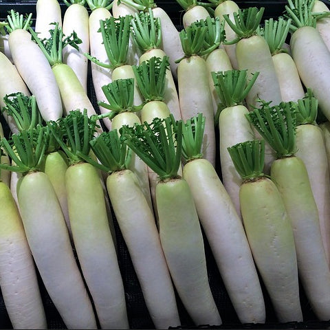 A group of long white Mooli radishes with green tops arranged in a row.