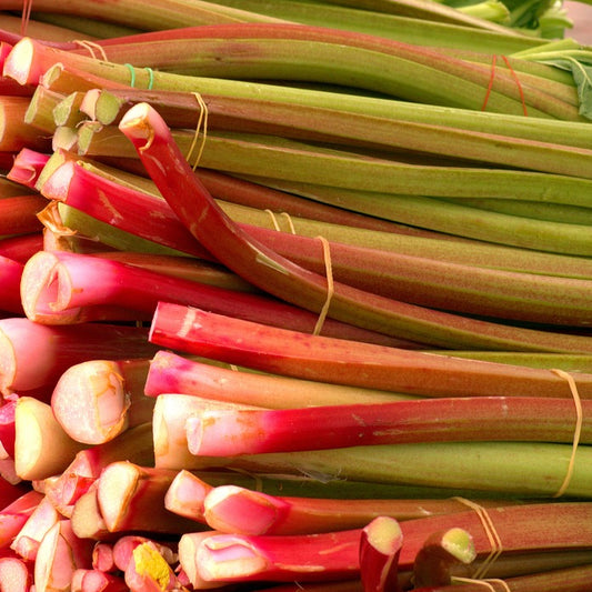 A bundle of fresh rhubarb stalks with green leaves and red stems, tied together.